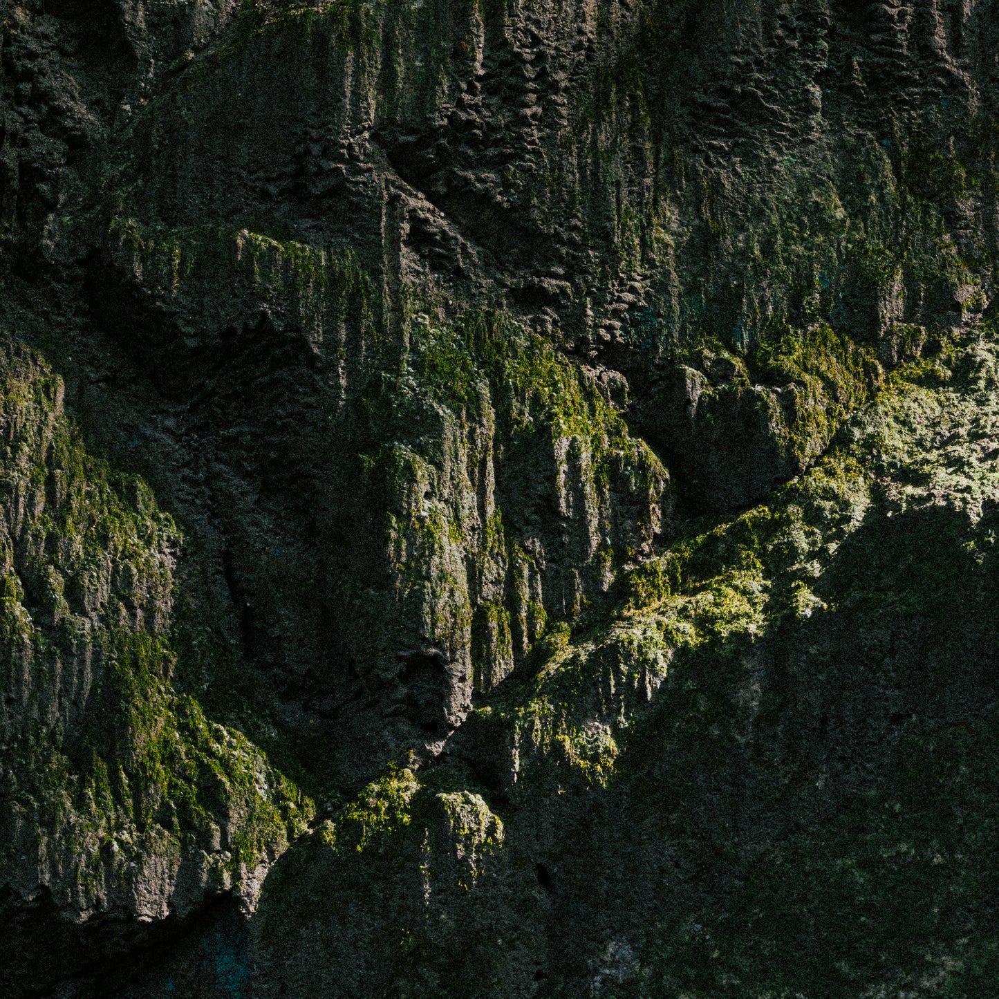 大阪府 岩肌に広がる苔 (Osaka, Japan)