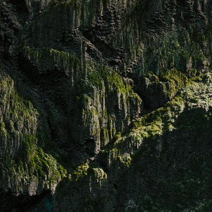 大阪府 岩肌に広がる苔 (Osaka, Japan)